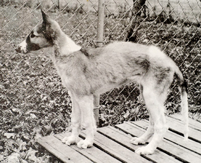 Top Open Field Coursing Borzoi 1990